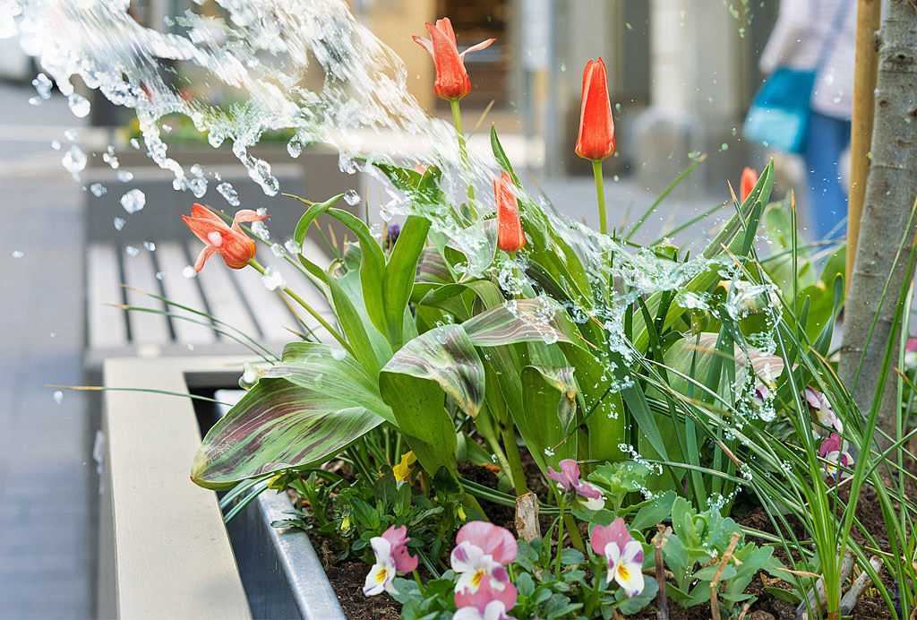 Pflanzkübel in der Einkaufsstrasse einer Stadt Präzise Bewässerungstechniken für städtische Grünflächenpflege